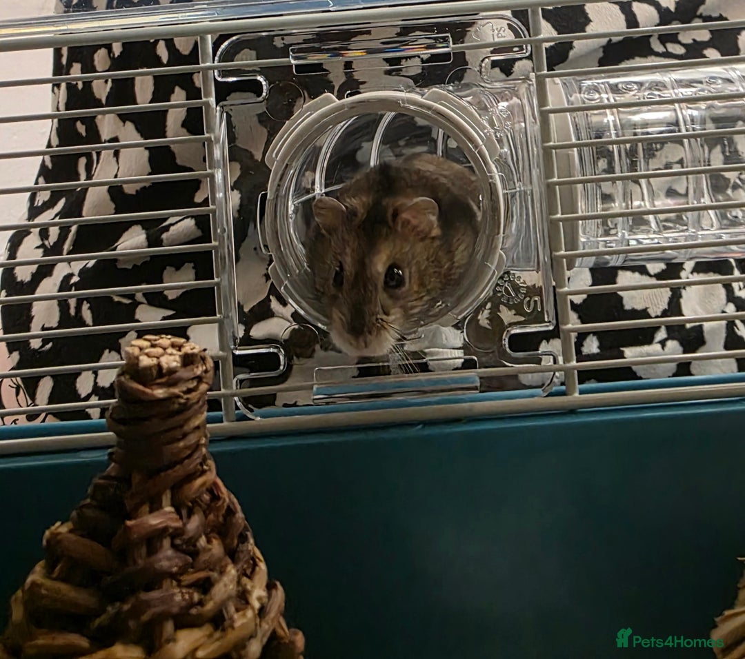 Hamster rodents for sale: Dwarf Hamster & Set Up - Advert 1