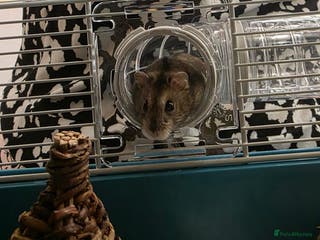 Hamster rodents Dwarf Hamster & Set Up - Advert 3