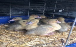 Ducks poultry for sale: Muscovy ducklings  - Image 3