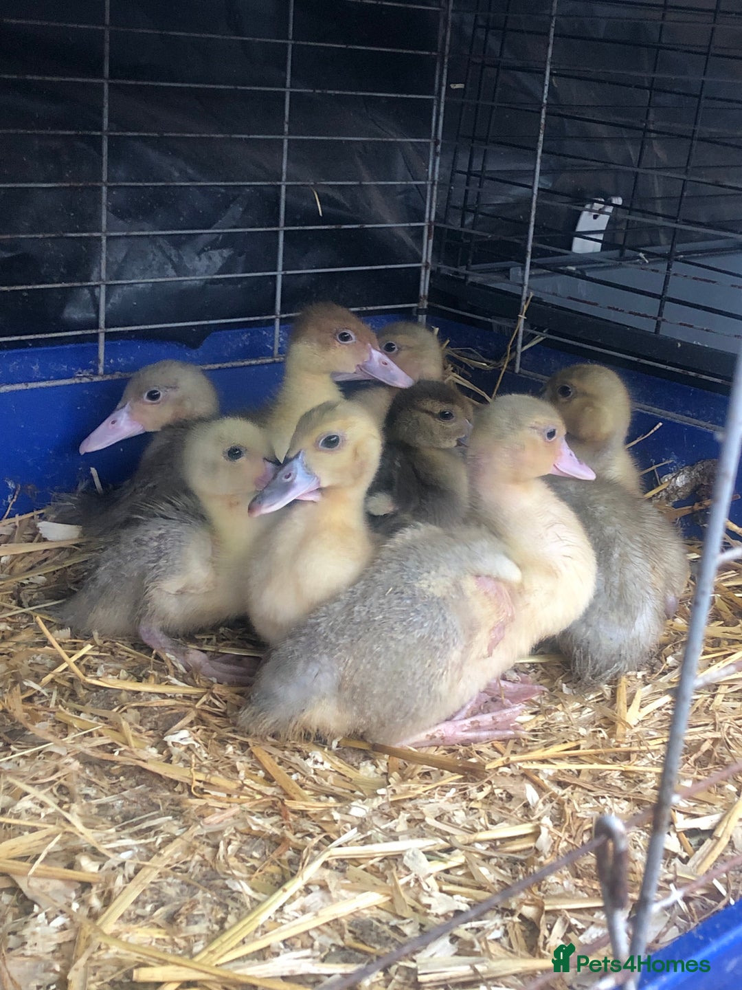Ducks poultry for sale: Muscovy ducklings  - Image 3