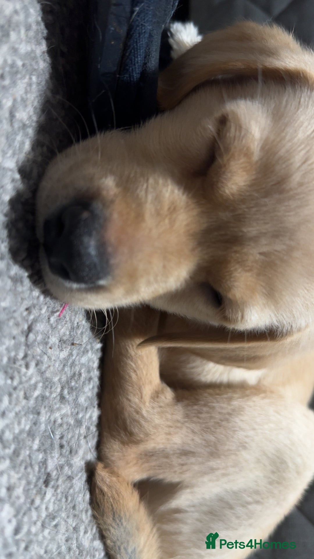 Labrador Retriever dogs for sale: 9 week old Labrador Puppies, - Advert 15
