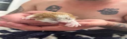 Mixed Breed cats for sale: Kittens for sale  - Advert 4