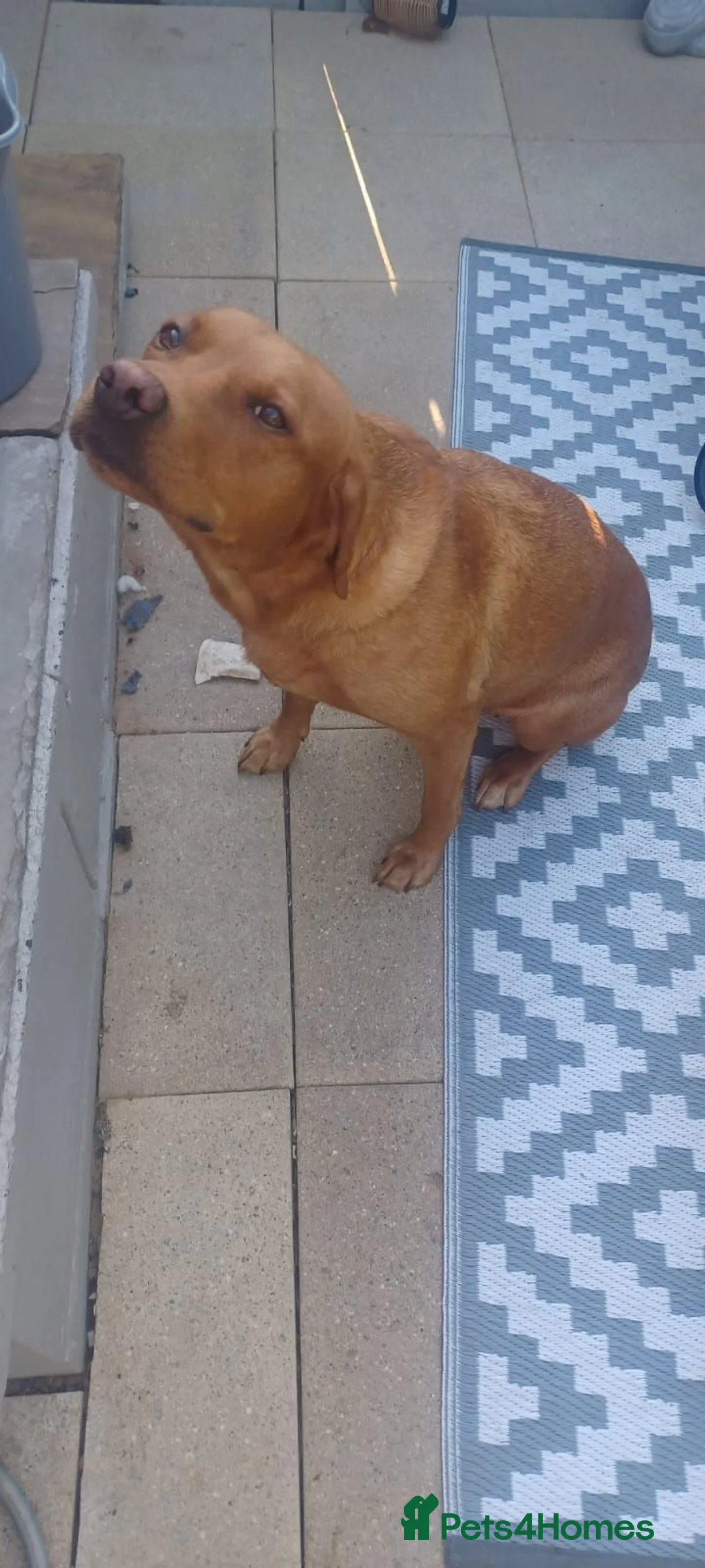 Labrador Retriever dogs for sale: Fox red labradors - Advert 1