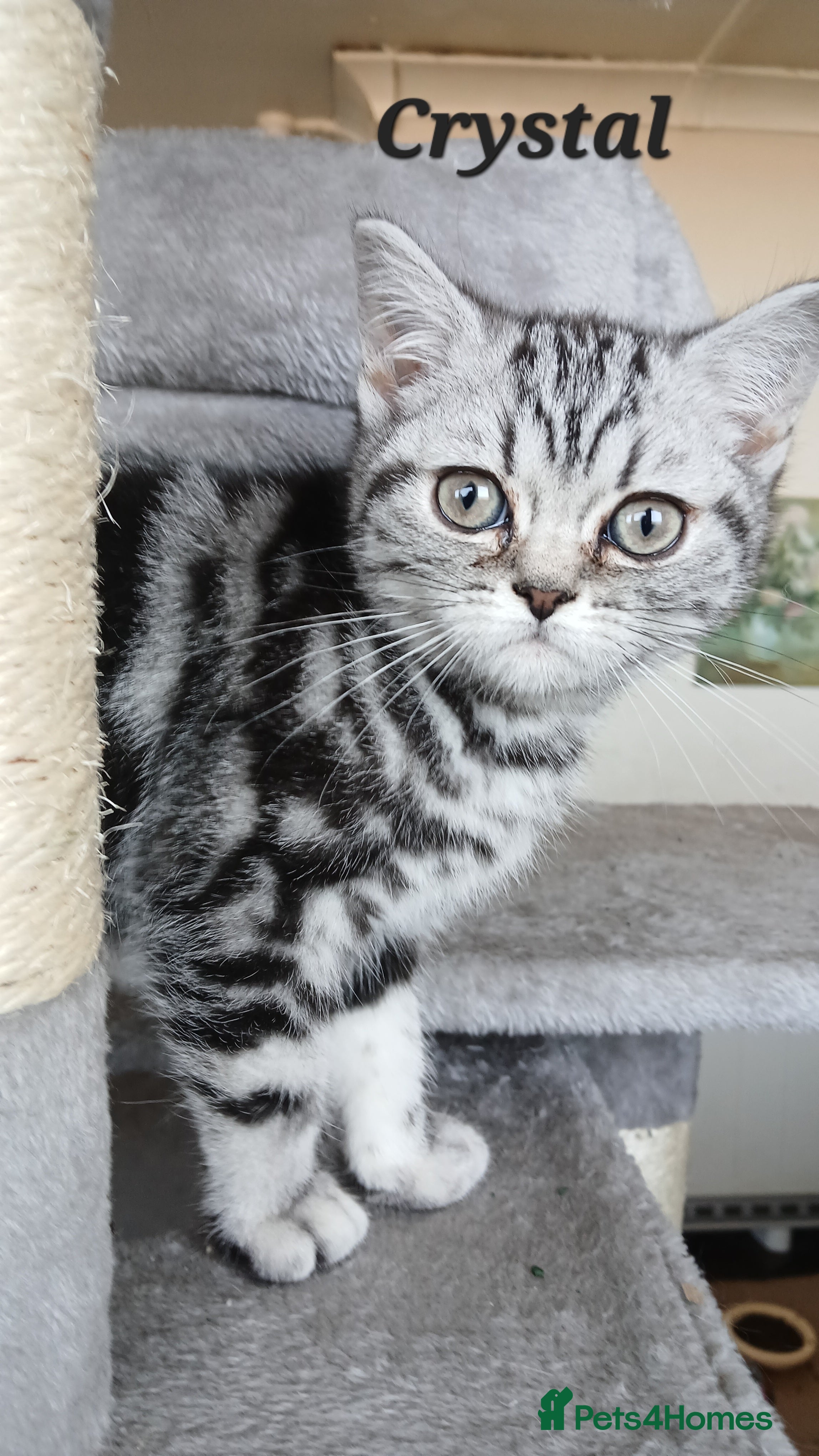 British Shorthair cats  Classic Tabby British Shorthair. Various prices! - Advert 9