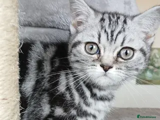 British Shorthair cats Classic Tabby British Shorthair. Various prices! - Advert 9