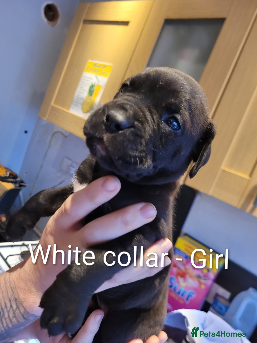 Mixed Breed dogs for sale: Douge de bordeaux x Presa Canerio  - Advert 11