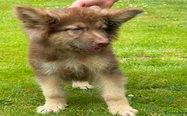 German Shepherd dogs - Advert 1