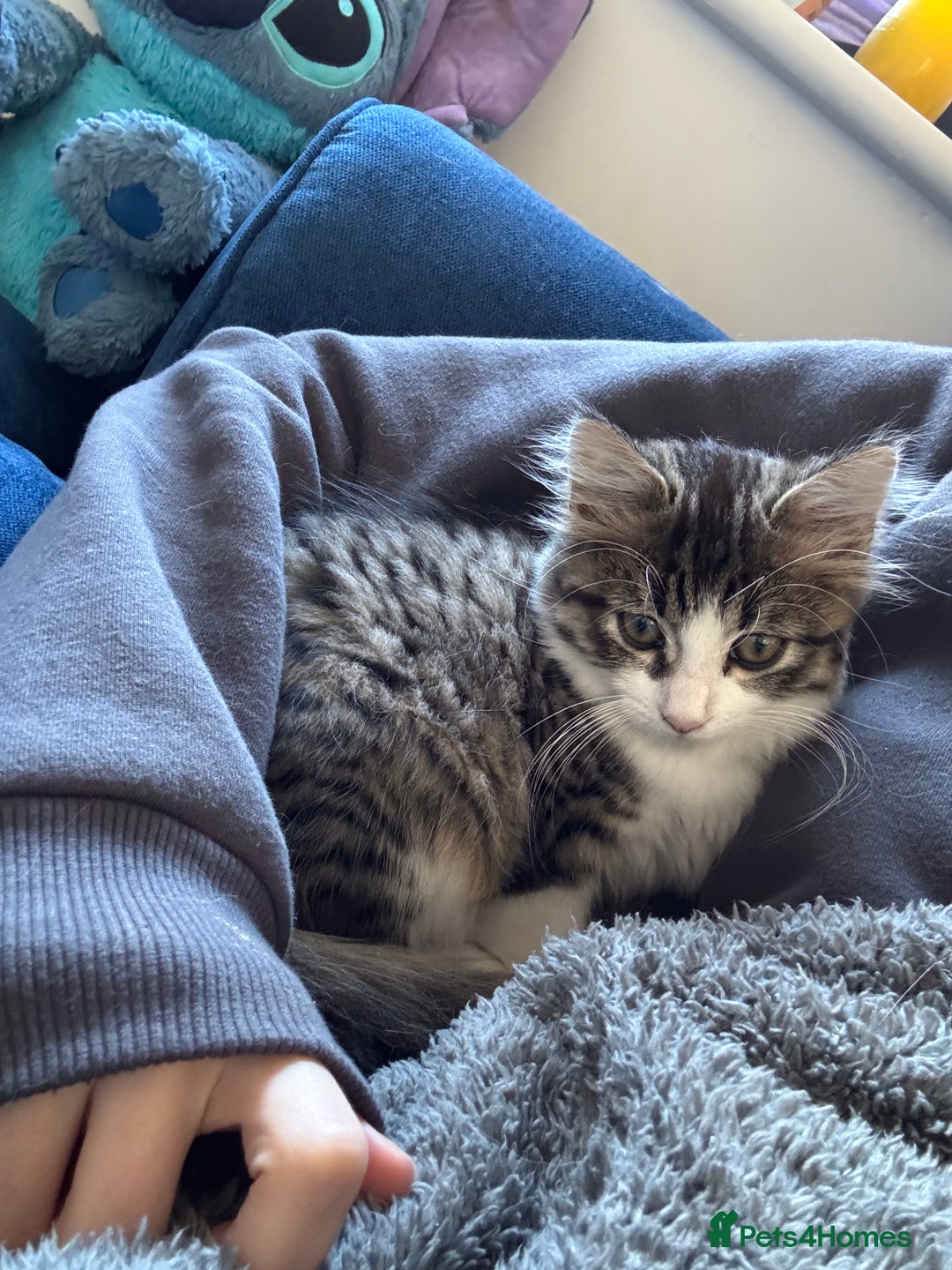 Mixed Breed cats for sale: Wolfie  - Advert 21