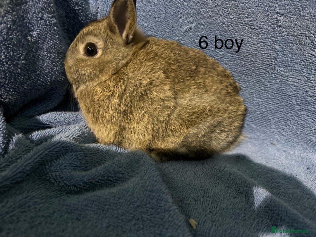 Netherland Dwarf rabbits for sale: Dwarf Netherland rabbits   - Advert 7