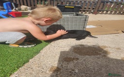 Sprocker dogs for sale: SPROCKER PUPPIES  - Image 20