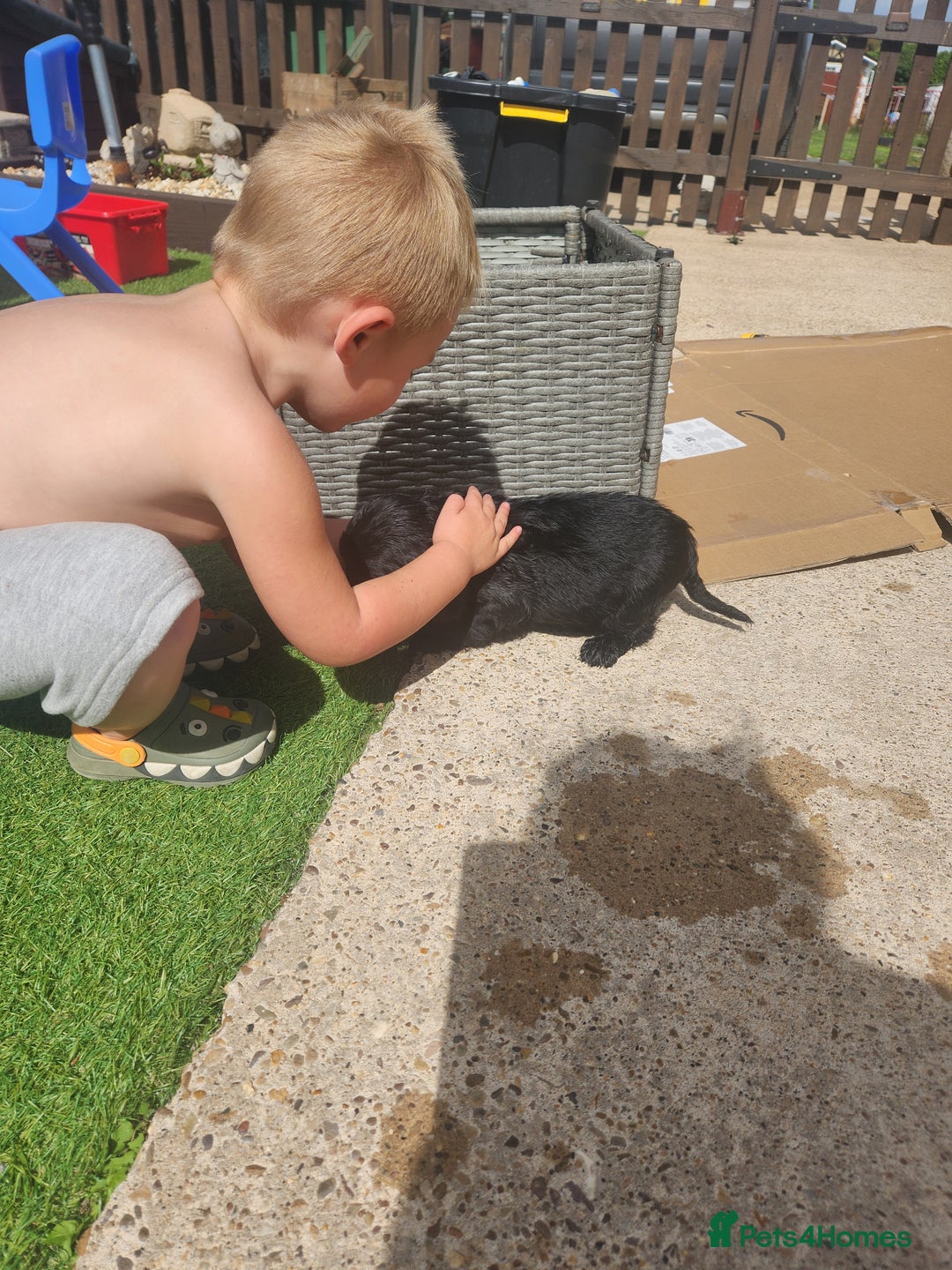 Sprocker dogs for sale: SPROCKER PUPPIES  - Image 20