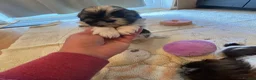 Shih Tzu dogs for sale: Shihtzu puppies for sale  - Advert 21