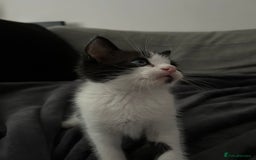 Mixed Breed cats for sale: 3 Lovely Kittens - Image 8