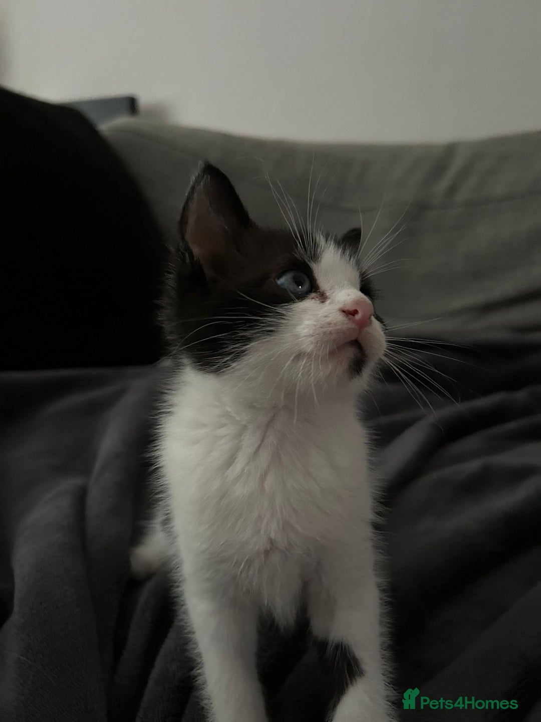 Mixed Breed cats for sale: 3 Lovely Kittens - Image 8