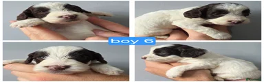 Cockapoo 6