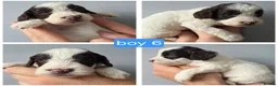 Cockapoo dogs for sale: F1b chocolate & parti roan cockapoos.HEALTH TESTED - Advert 26