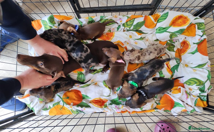 Dachshund dogs - Advert 3
