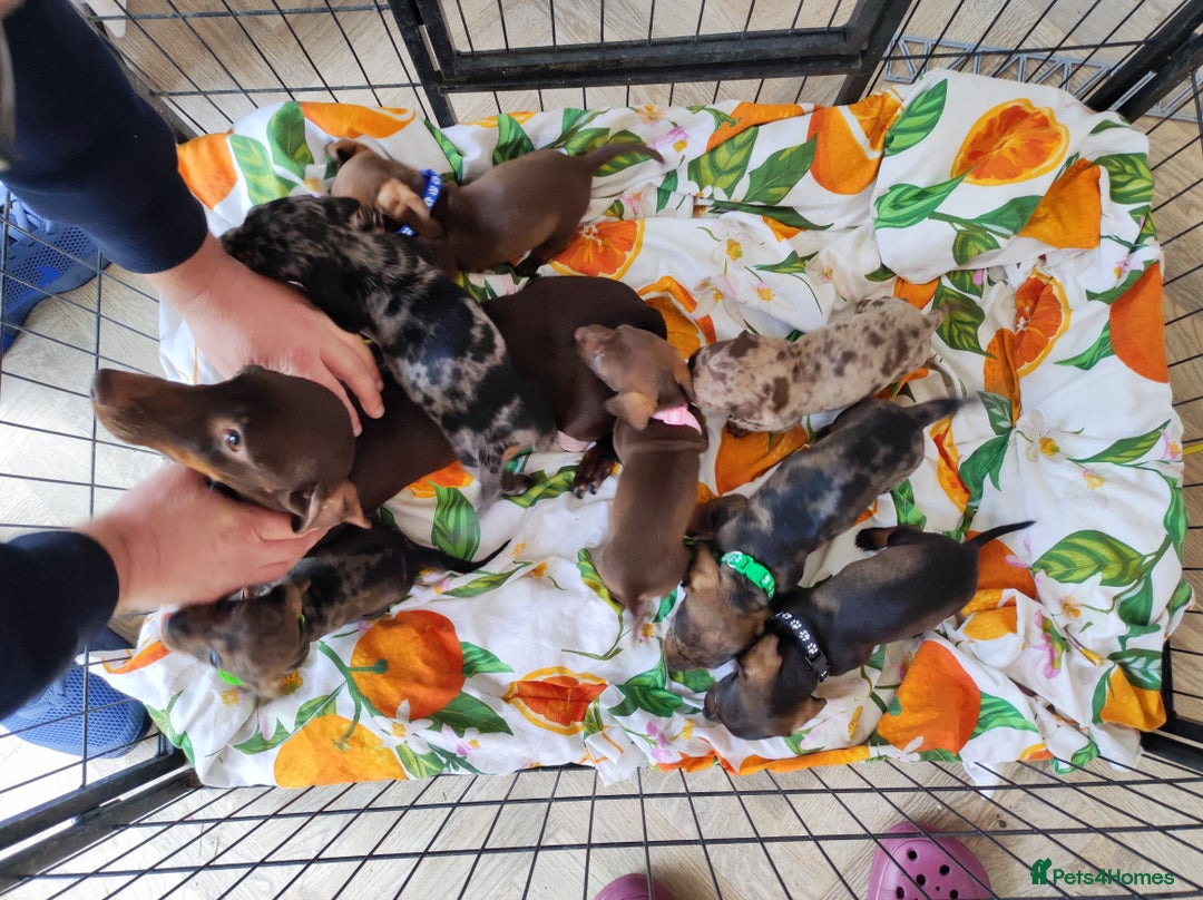 Dachshund dogs for sale: Adorable miniature dachshunds - Image 1