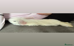 Mini Lop rabbits for sale: Gorgeous Mini Lops  - Image 24