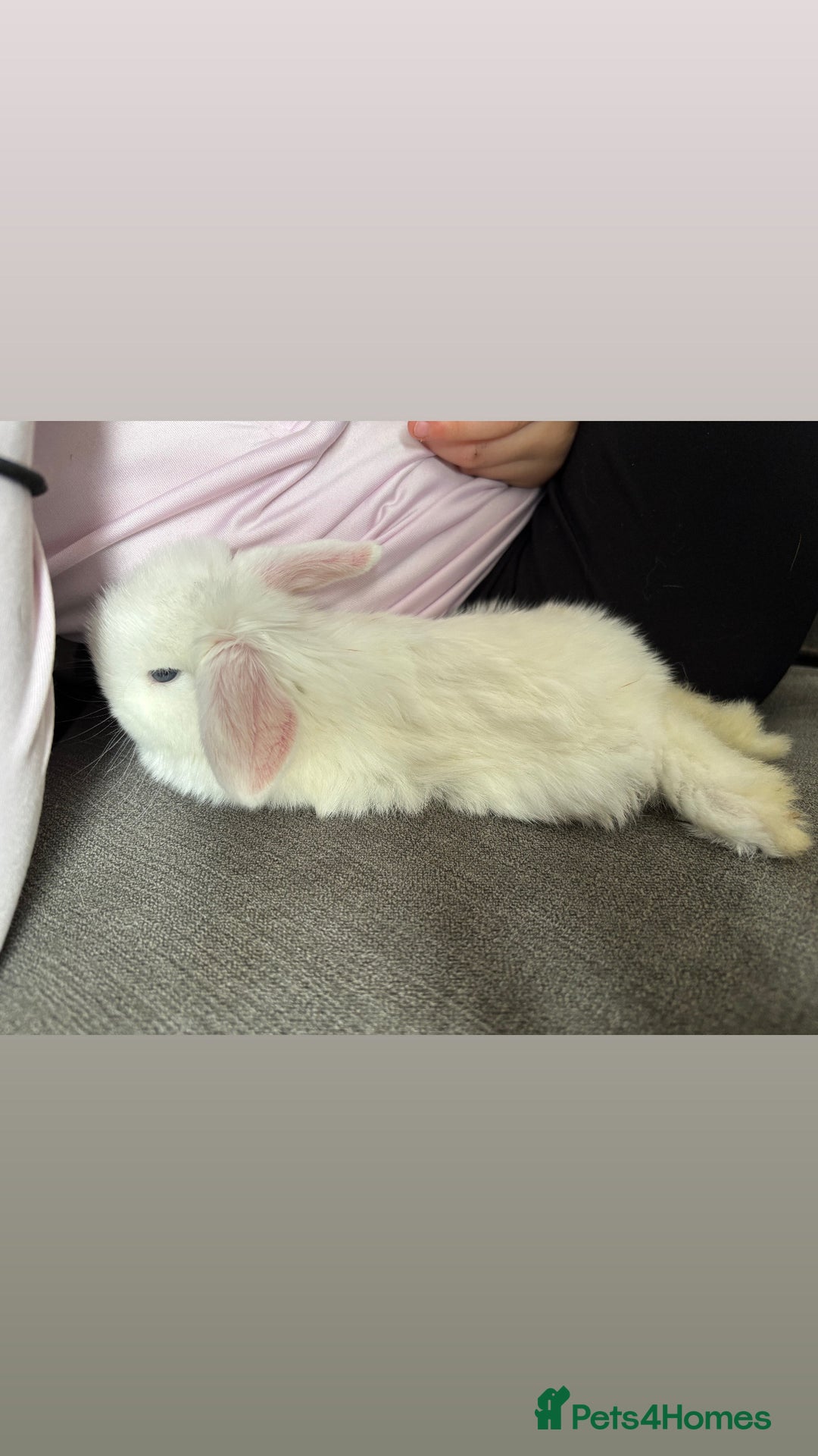 Mini Lop rabbits for sale: Gorgeous Mini Lops  - Image 24