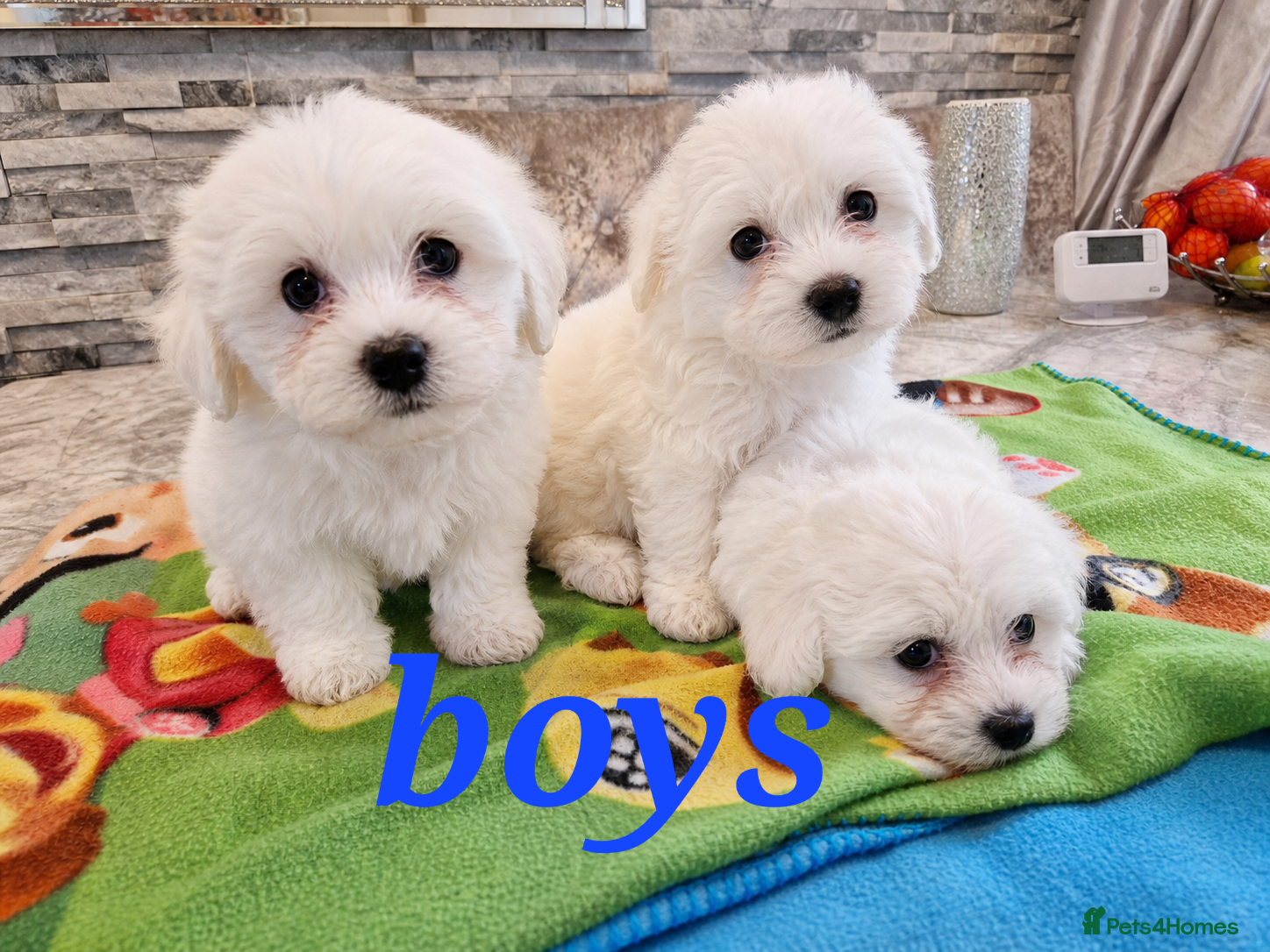 Mixed Breed dogs Ready to leave!!!Bischon frise x Maltese puppies  - Advert 4