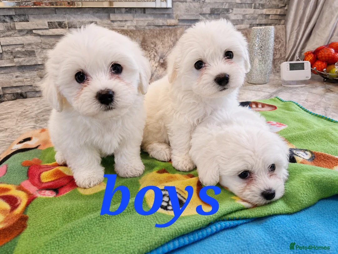 Mixed Breed dogs for sale: Bischon frise x Maltese puppies  - Advert 2