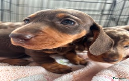Dachshund dogs for sale: Dachshund medium/small dappled chocolate - Image 9