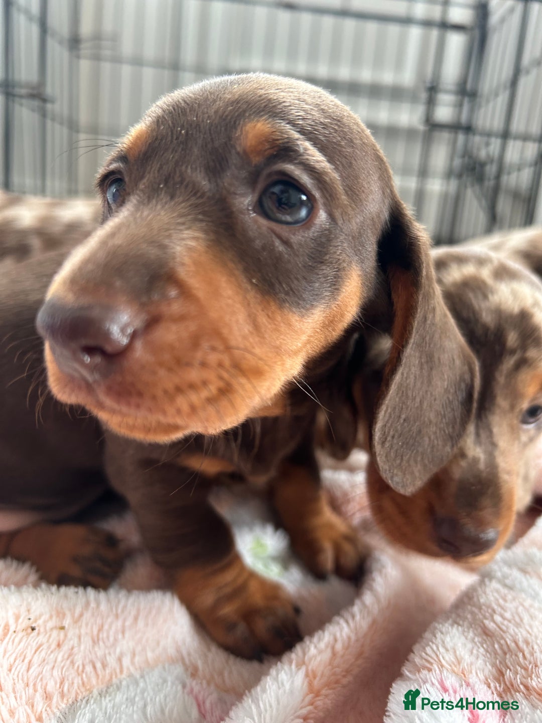 Dachshund dogs for sale: Dachshund medium/small dappled chocolate - Image 9