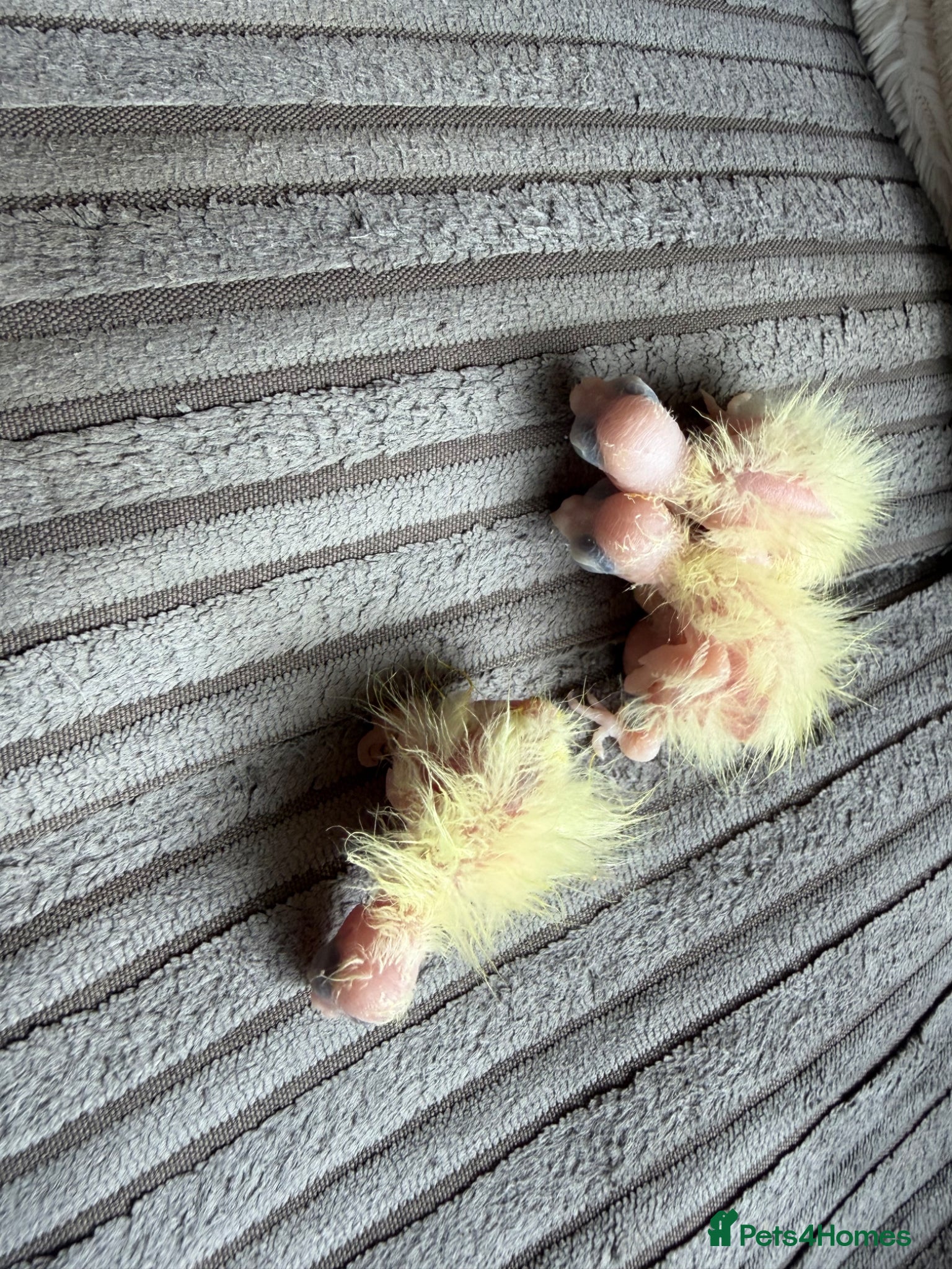 Cockatiels birds Baby cockatiels  - Advert 1