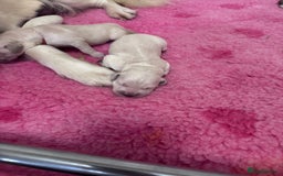 Golden Retriever dogs for sale: KC Fully health tested Golden retriever puppies - Image 16