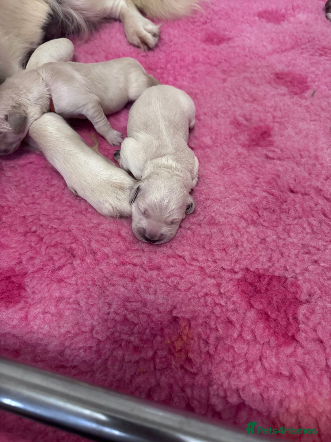 Golden Retriever dogs for sale: KC Fully health tested Golden retriever puppies - Image 16