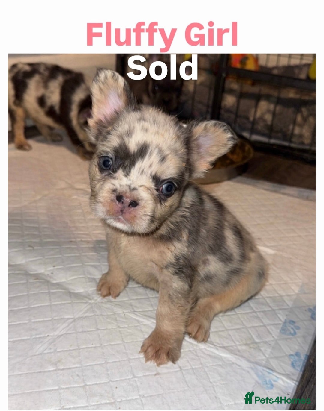 French Bulldog dogs for sale: REDUCED! French Bulldog puppies - Advert 22