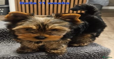 Yorkshire Terrier dogs - Advert 13