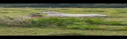 Connemara horses for sale: Dun Connemara filly  - Advert 6