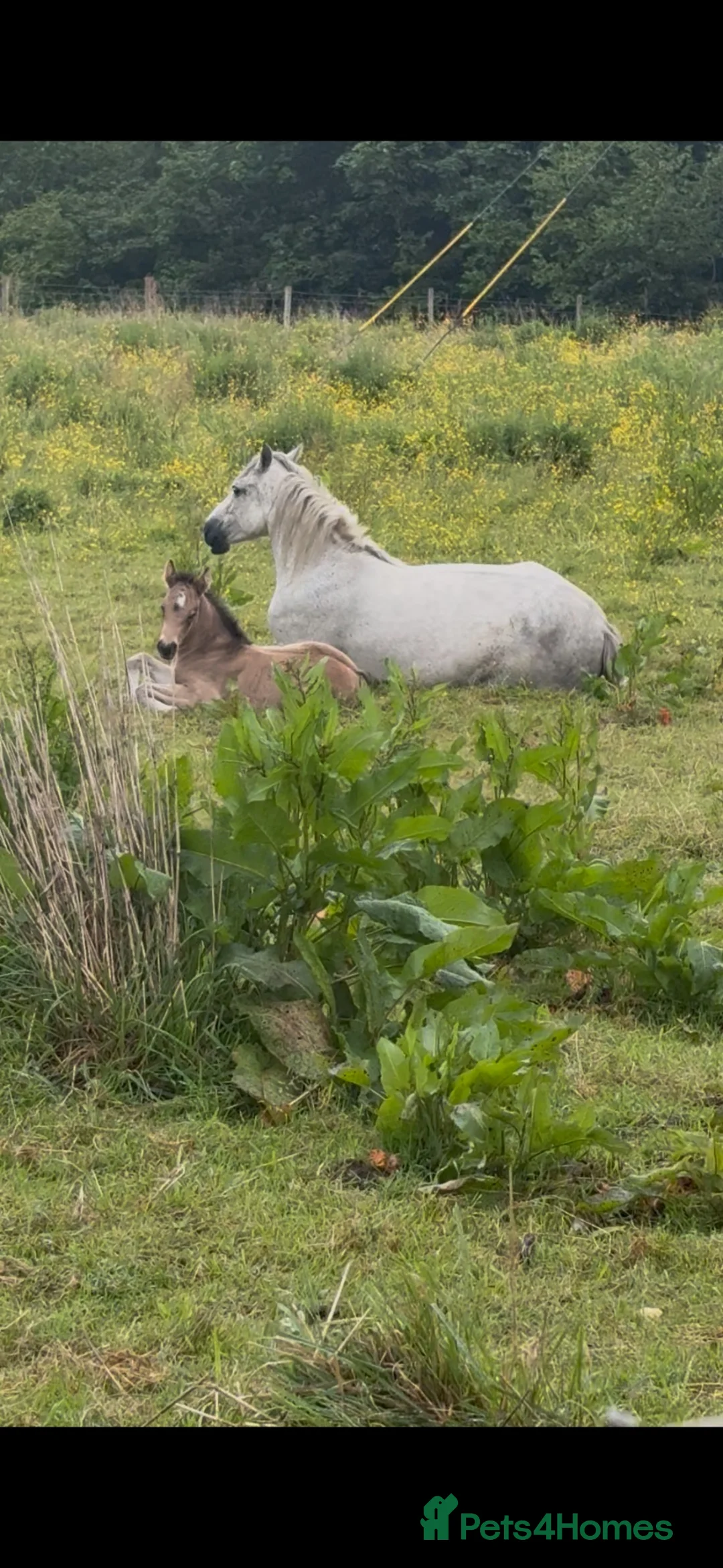 Connemara horses for sale: Dun Connemara filly  - Advert 6