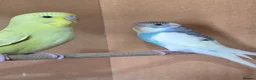 Budgerigars birds for sale: Gorgeous Baby Budgies - Advert 11