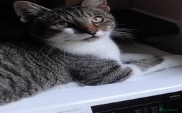Mixed Breed cats for sale: Lovely male bengal x kitten for sale. - Image 2