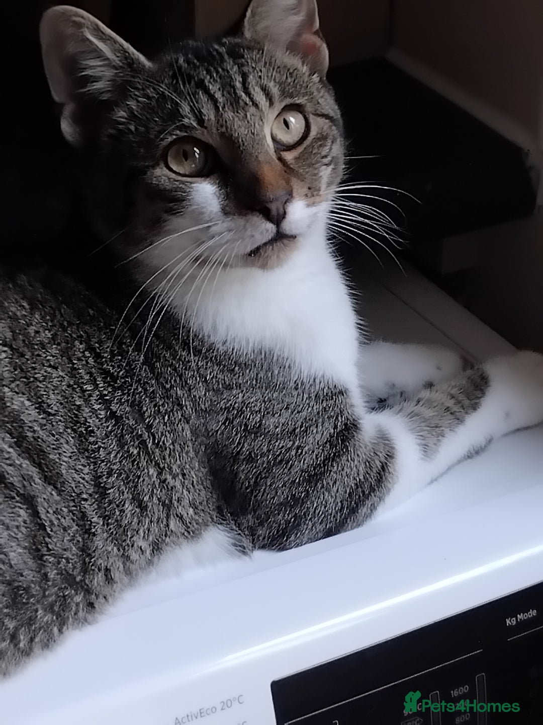 Mixed Breed cats for sale: Lovely male bengal x kitten for sale. - Image 2