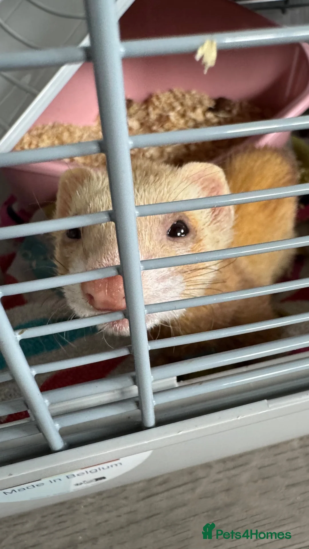 Ferret rodents for sale: Cinnamon female kit  - Advert 3