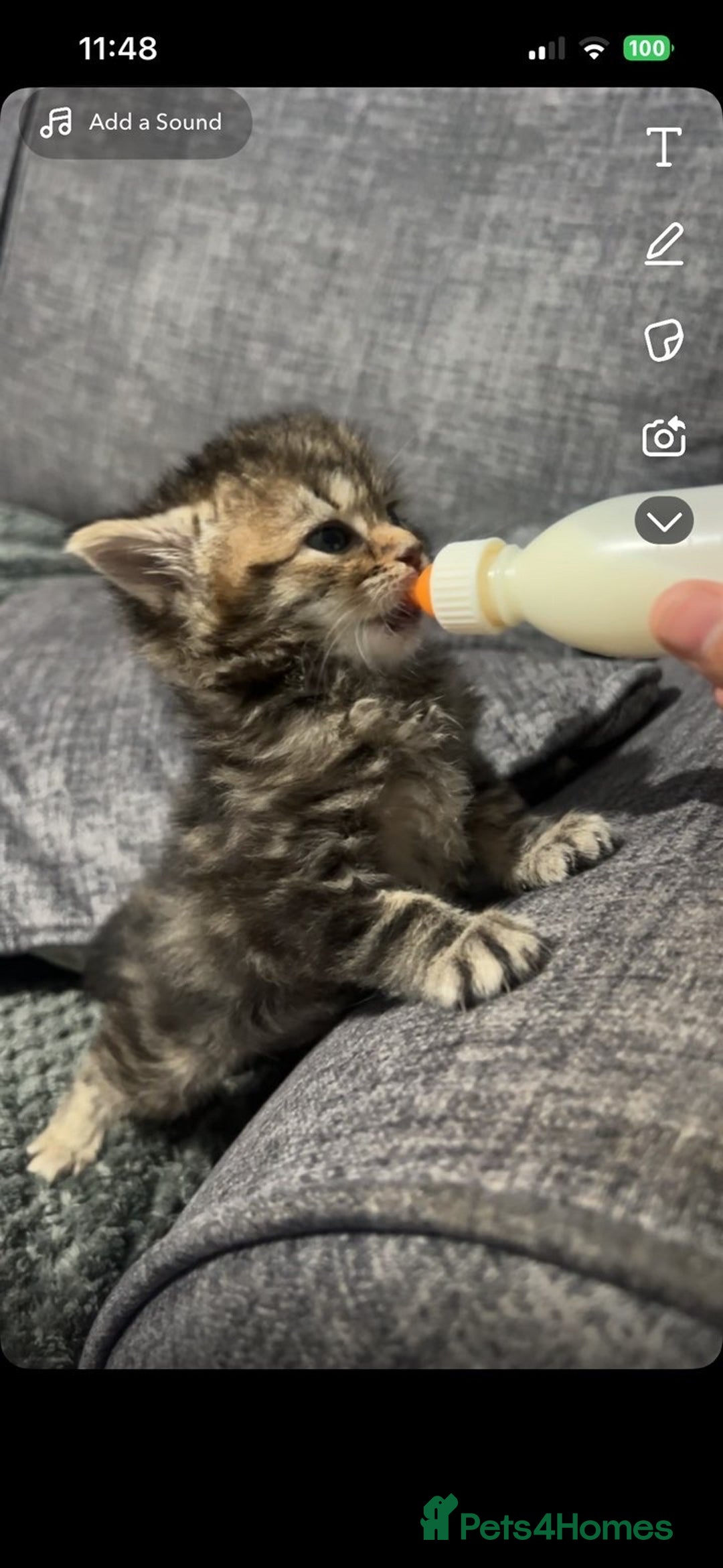 Mixed Breed cats for sale: Kitten for sale!  - Image 5