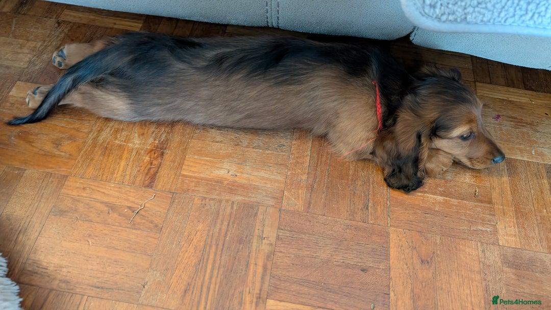 Miniature Dachshund dogs for sale: LAST GIRL KC Reg PRA clear LM Dachshund in Peterborough - Image 8