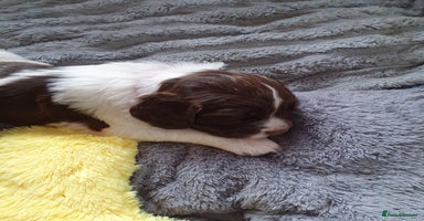 English Springer Spaniel dogs - Advert 13