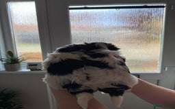 Biewer Terrier dogs for sale: Two beautiful puppies for sale. 1 boy 1 girl - Advert 11