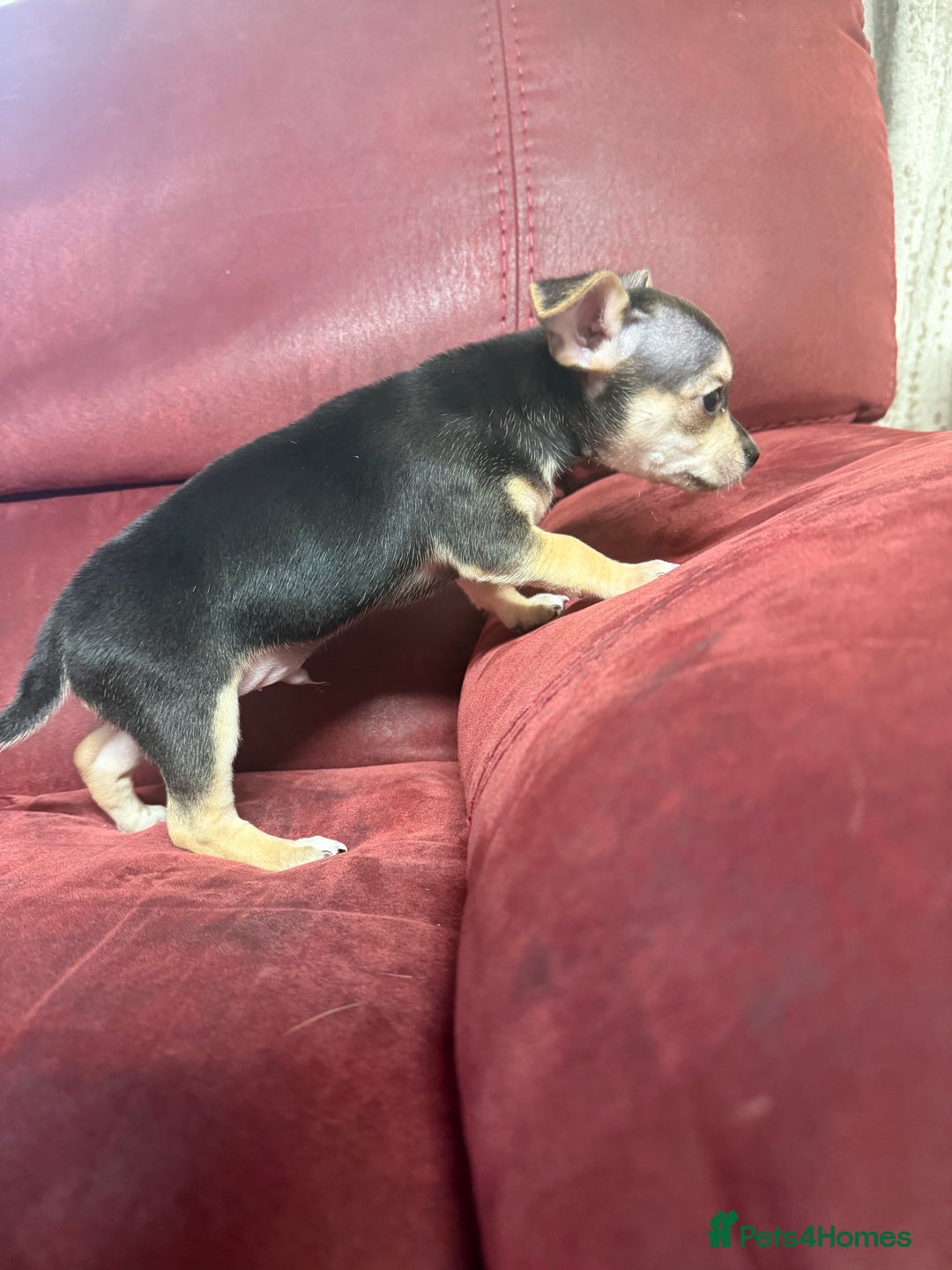Chihuahua dogs for sale: 🐾 Beautiful Chihuahua Puppies - Advert 22