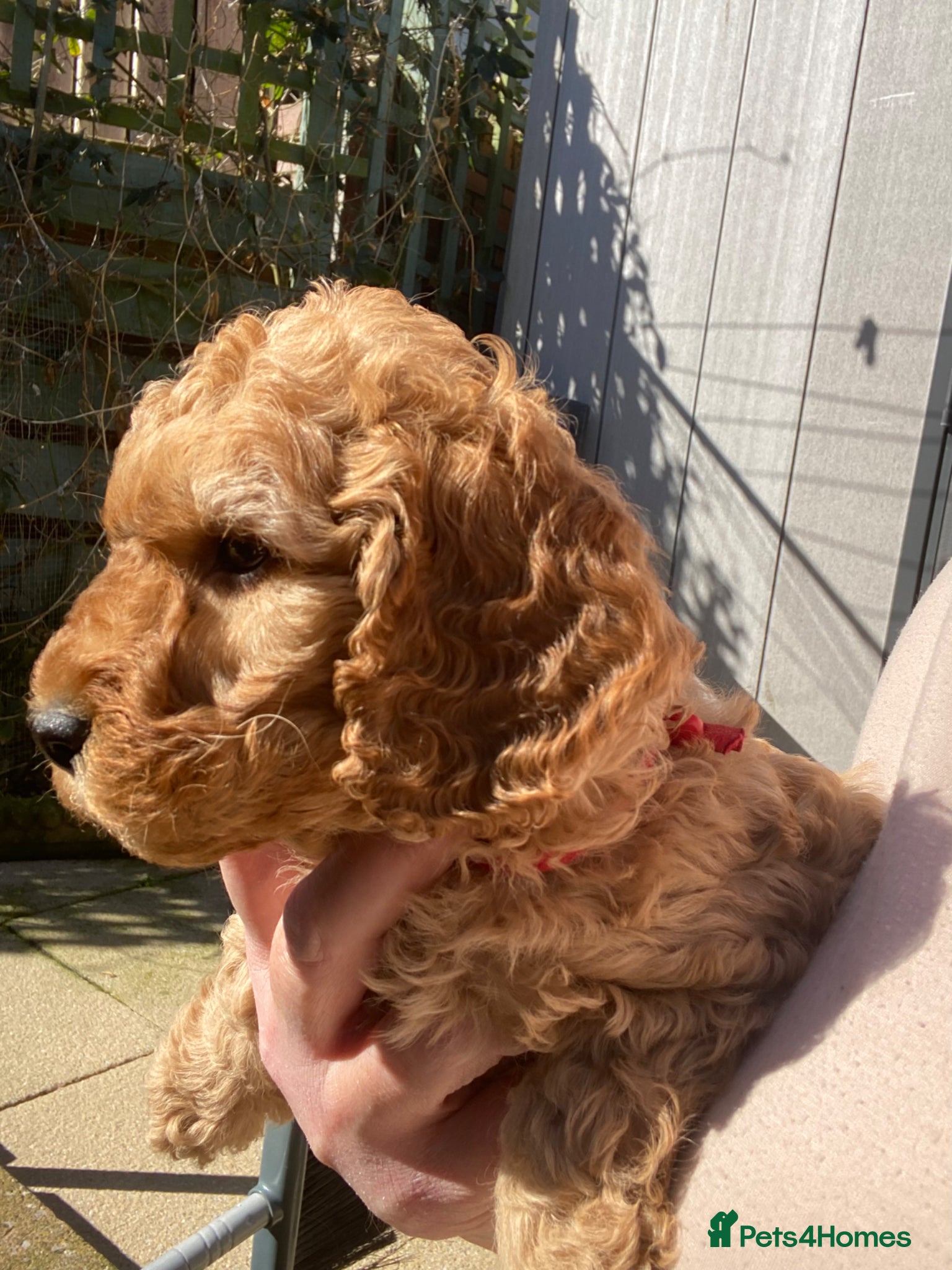 Cockapoo dogs REDUCED Last Cockapoo Puppy (Toy-Miniature) - Advert 1