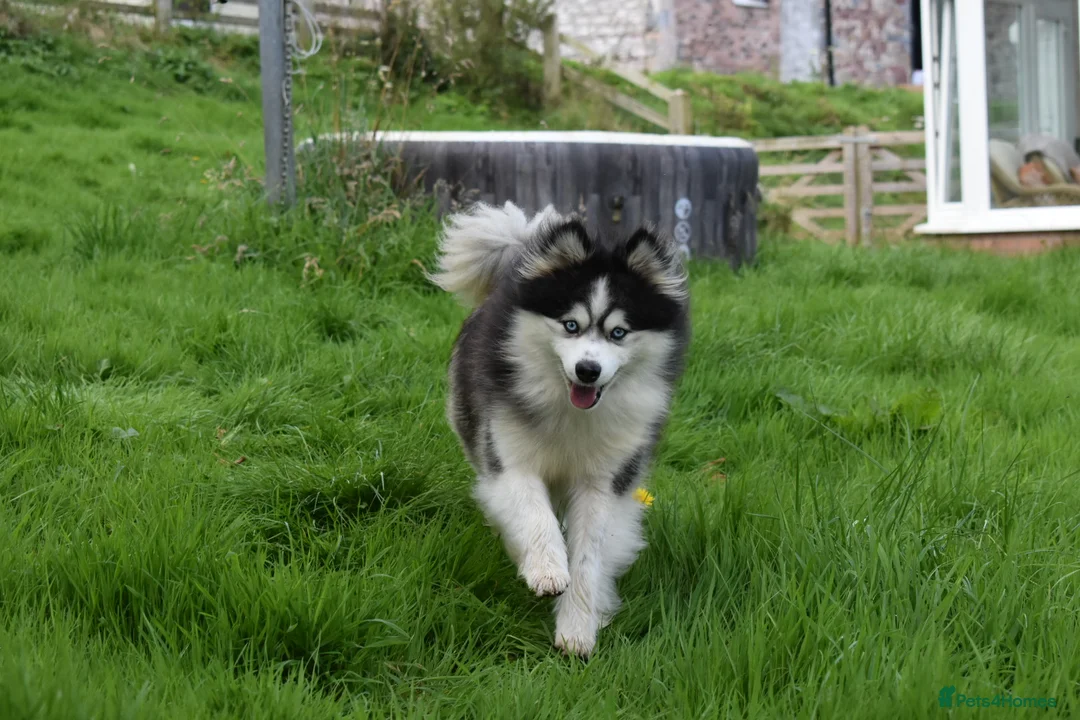 Pomsky dogs for stud: American Import blue eyed F3 Pomsky Bb/Dd in Ammanford - Advert 9