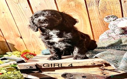 Cockapoo dogs for sale: Quality F1 Cockapoo Puppies  - Image 6