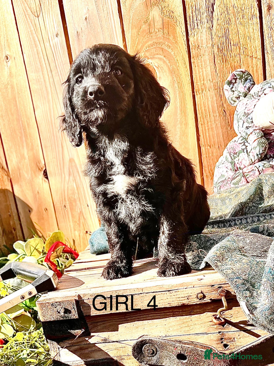Cockapoo dogs for sale: Quality F1 Cockapoo Puppies  - Image 6