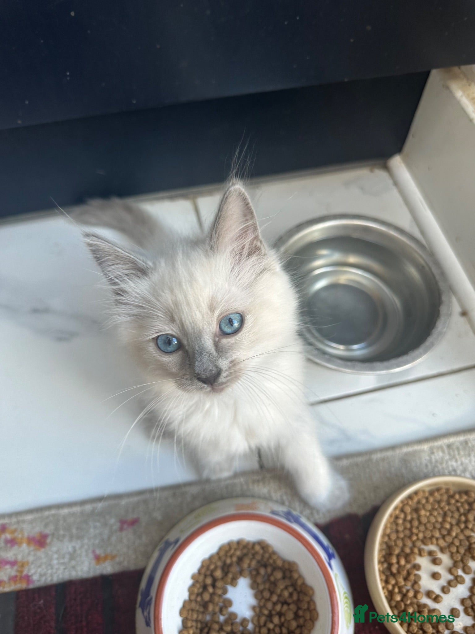 Ragdoll cats !!Last one left !! 1  handsome ragdoll boy kitten  - Advert 5