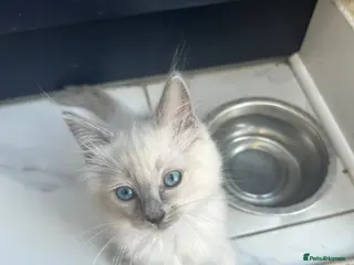 Ragdoll cats !!Last one left !! 1 handsome ragdoll boy kitten - Advert 5